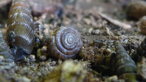 Fauna Snails Gastropod Publicdomain (100).jpg