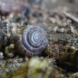 Fauna Snails Gastropod Publicdomain (100)