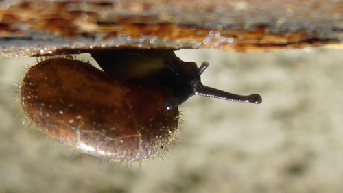 Fauna Snails Gastropod Publicdomain (94).jpg