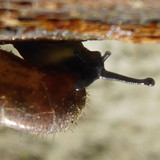 Fauna Snails Gastropod Publicdomain (94)