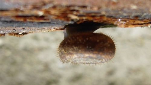 Fauna Snails Gastropod Publicdomain (90).jpg