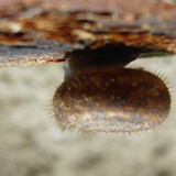 Fauna Snails Gastropod Publicdomain (90)