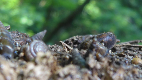 Fauna Snails Gastropod Publicdomain (97).jpg