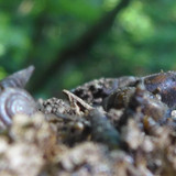 Fauna Snails Gastropod Publicdomain (97)