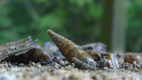 Fauna Snails Gastropod Publicdomain (99).jpg