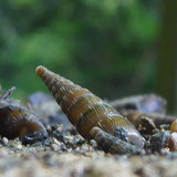 Fauna Snails Gastropod Publicdomain (99)