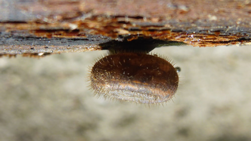 Fauna Snails Gastropod Publicdomain (91).jpg