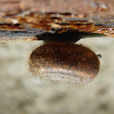 Fauna Snails Gastropod Publicdomain (91)