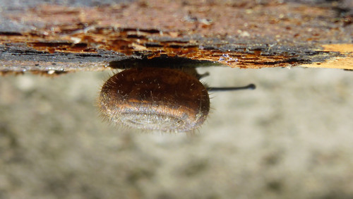 Fauna Snails Gastropod Publicdomain (92).jpg