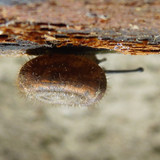 Fauna Snails Gastropod Publicdomain (92)