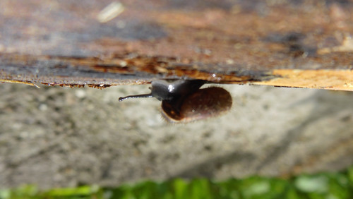 Fauna Snails Gastropod Publicdomain (89).jpg