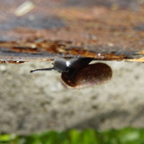 Fauna Snails Gastropod Publicdomain (89)