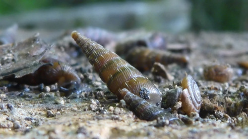 Fauna Snails Gastropod Publicdomain (98).jpg