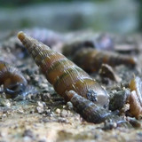 Fauna Snails Gastropod Publicdomain (98)