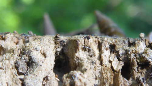 Fauna Snails Gastropod Publicdomain (95).jpg