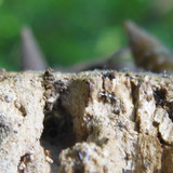 Fauna Snails Gastropod Publicdomain (95)