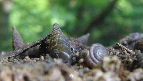 Fauna Snails Gastropod Publicdomain (101).jpg
