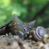 Fauna Snails Gastropod Publicdomain (101)