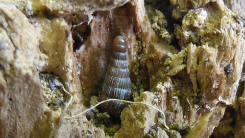 Fauna Snails Gastropod Publicdomain (102).jpg