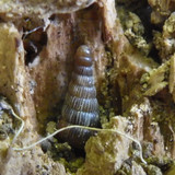 Fauna Snails Gastropod Publicdomain (102)