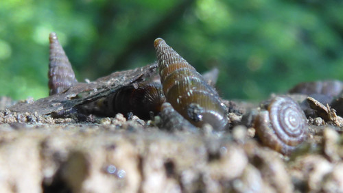 Fauna Snails Gastropod Publicdomain (96).jpg