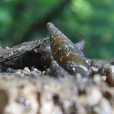 Fauna Snails Gastropod Publicdomain (96)