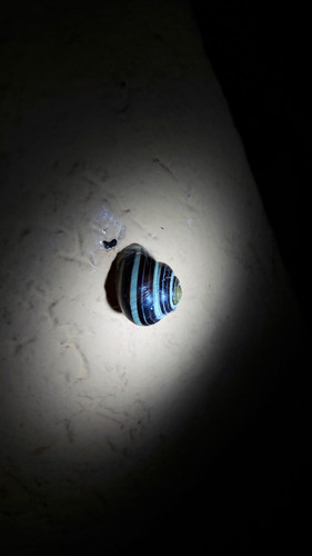 Snail At Night
