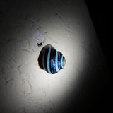 Snail At Night