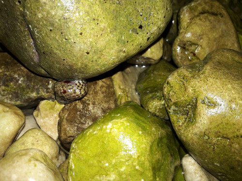 Mediterranean Sea Shells.jpg