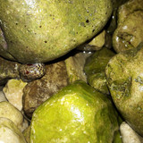 Mediterranean Sea Shells