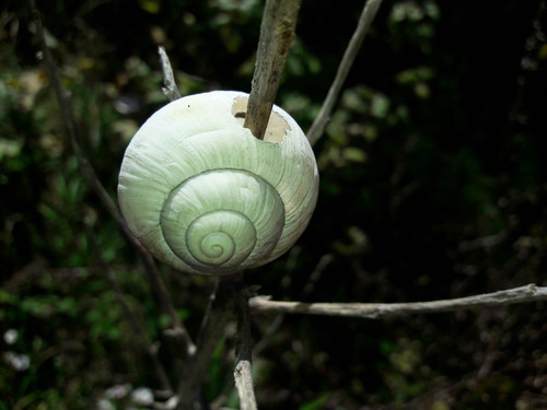 Snail Shell.jpg