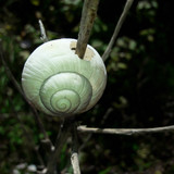 Snail Shell