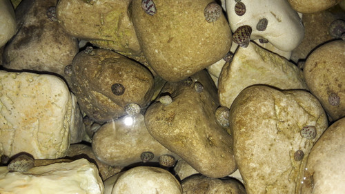 Rocks And Shells.jpg