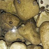 Rocks And Shells