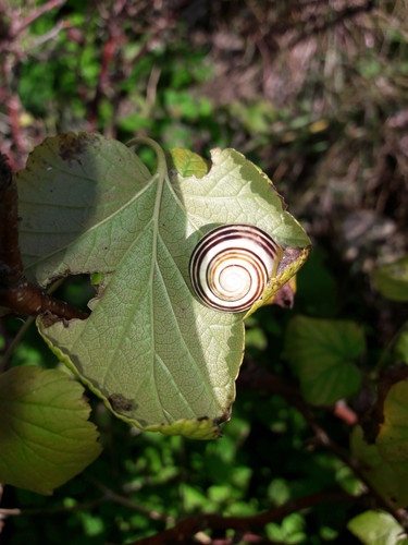 Garden Summer Nature.jpg