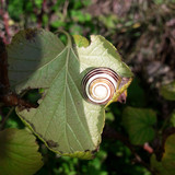Garden Summer Nature
