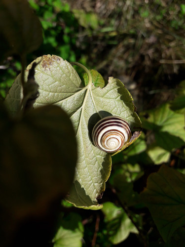 Garden Summer Nature.jpg