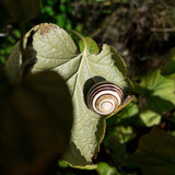 Garden Summer Nature