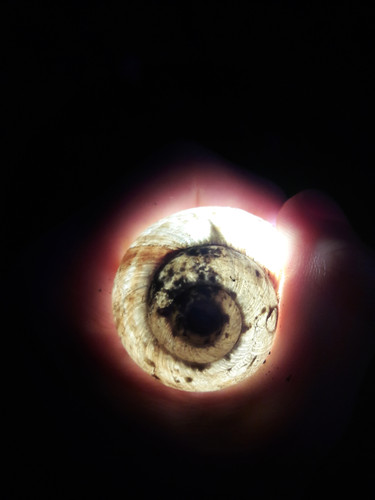 Glowing Night Snail House