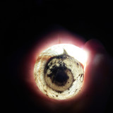 Glowing Night Snail House