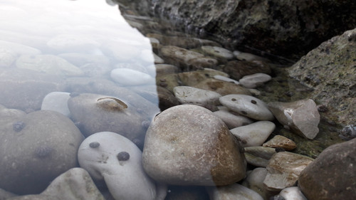 Rocks And Shells.jpg