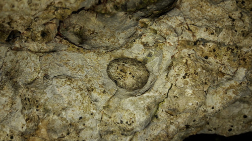 Rocks And Shells.jpg