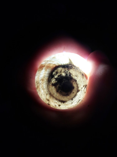 Glowing Night Snail House