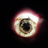 Glowing Night Snail House