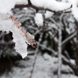 Winter Snow