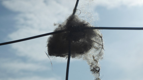 Fauna Animals Wildlife Publicdomain (11).jpg