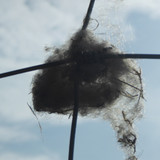 Fauna Animals Wildlife Publicdomain (11)