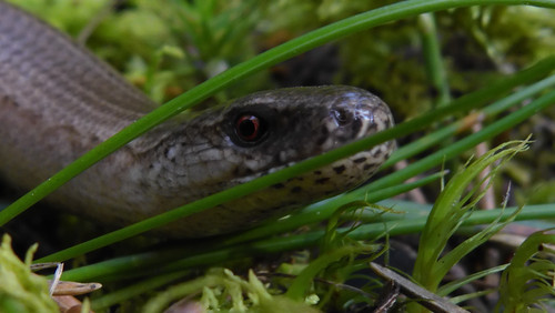 Fauna Animals Wildlife Publicdomain (19).jpg