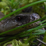 Fauna Animals Wildlife Publicdomain (19)