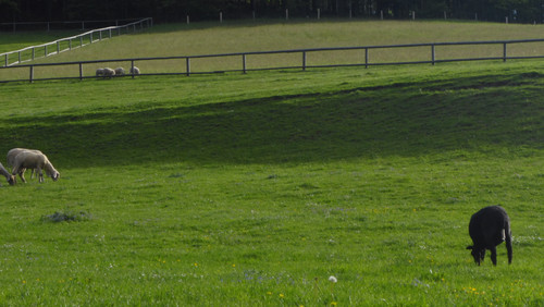 Fauna Animals Wildlife Publicdomain (12).jpg